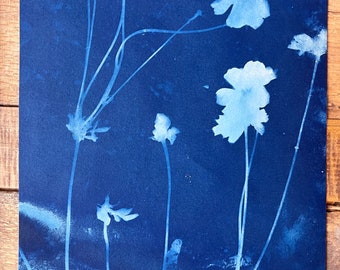 Cyanotype Cosmos Blue Boho Flower | Whispy Garden Flower | Blue Photography OOAK Original | Science Floral artwork 9x12