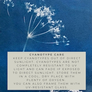 May include: Cyanotype care instructions: Keep cyanotypes out of direct sunlight. Cyanotypes are not completely resistant to UV light and can fade if exposed to direct sunlight. Store them in a cool, dry place with plenty of oxygen. You can also frame them with UV-resistant glass.