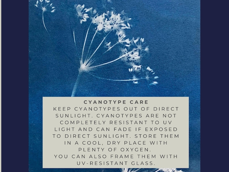 May include: Cyanotype care instructions: Keep cyanotypes out of direct sunlight. Cyanotypes are not completely resistant to UV light and can fade if exposed to direct sunlight. Store them in a cool, dry place with plenty of oxygen. You can also frame them with UV-resistant glass.