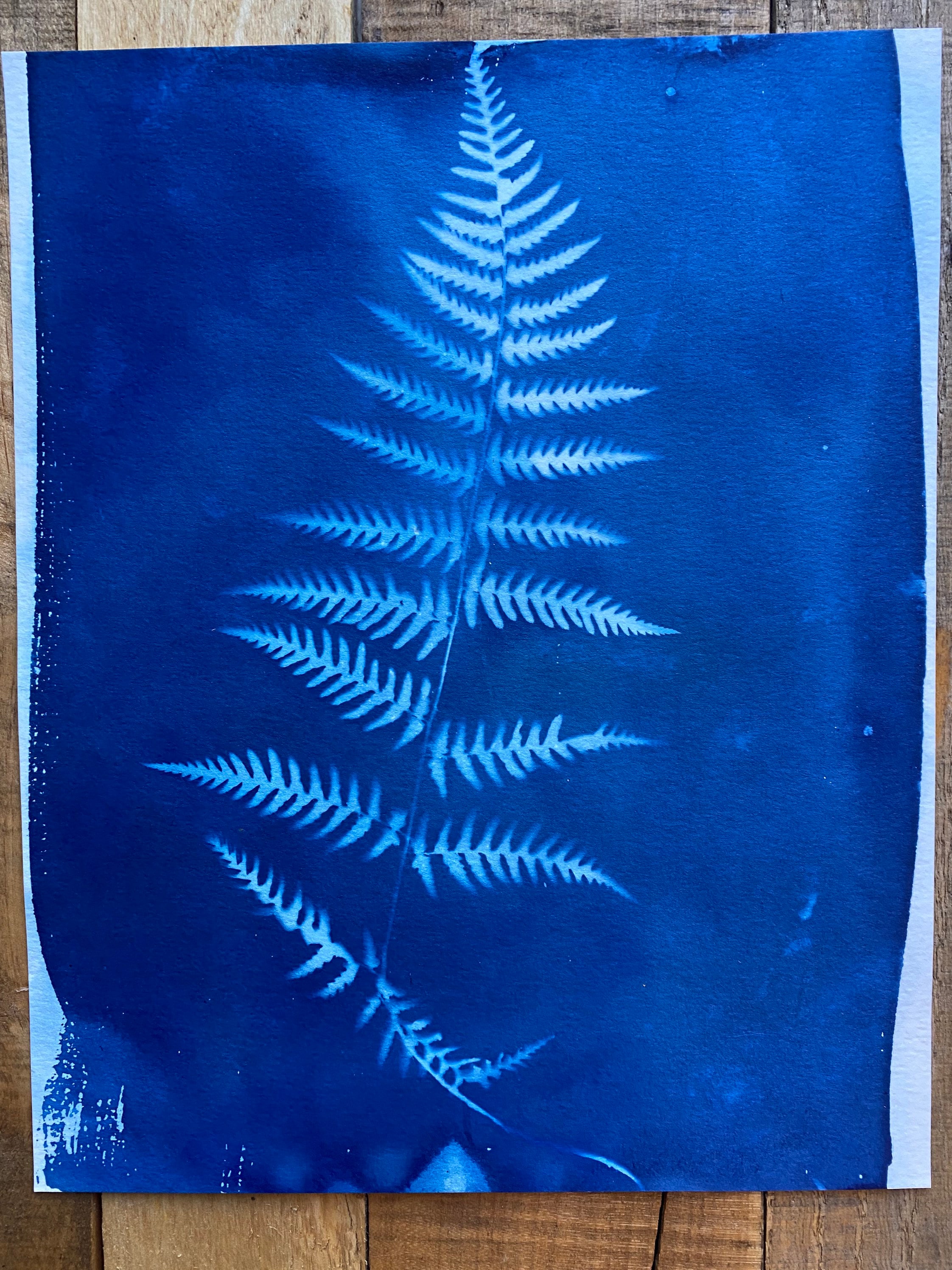 Cyanotype Print Fern Cyan Blue Cyanotype Print Lady Fern Art - Etsy
