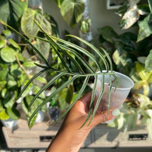 Philodendron Tortum (Rooted Cutting/actual plant)