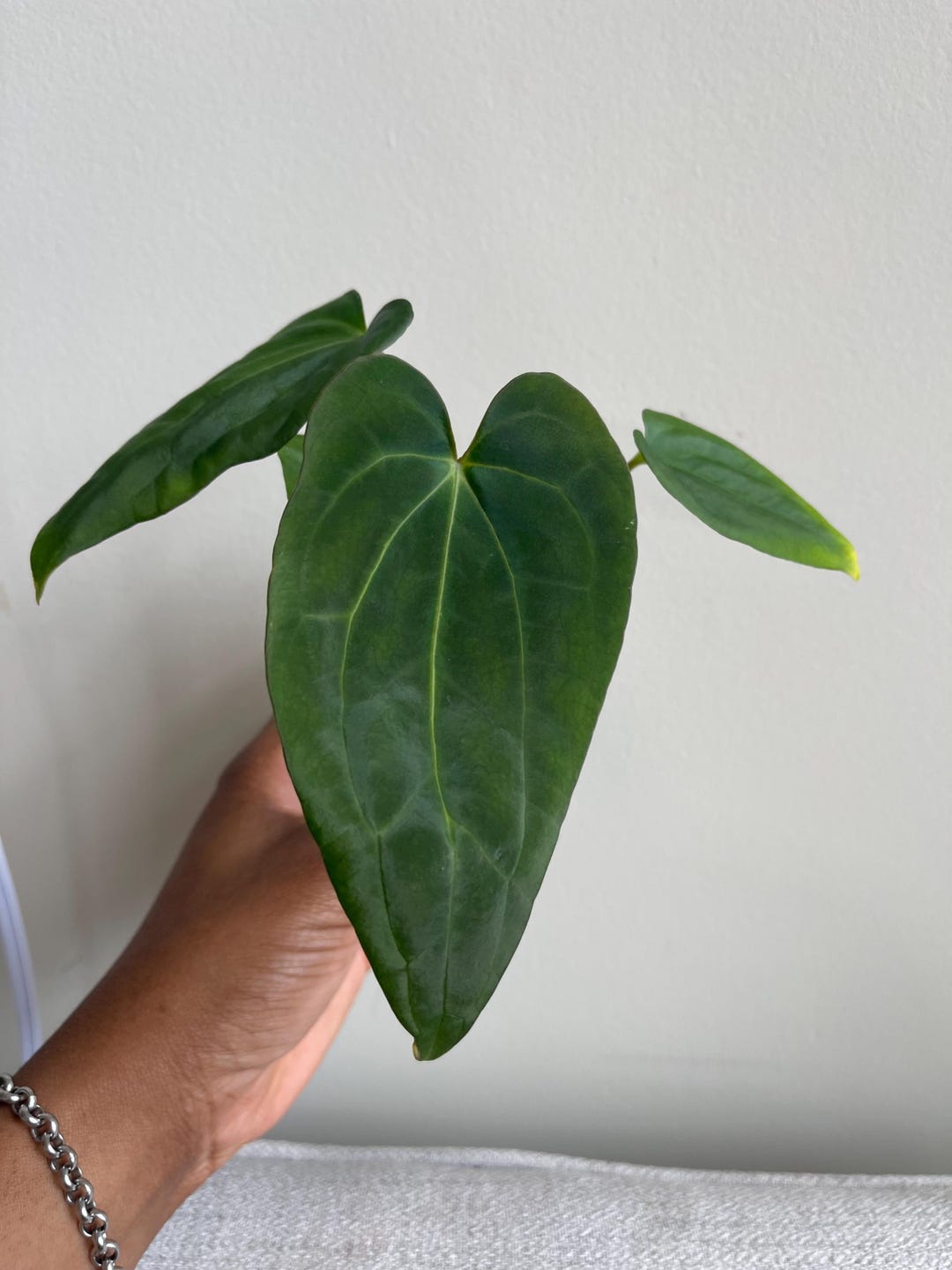 Anthurium Ree Pap Anthurium Ree Gardens Pap X (carla X BVEP) - Etsy