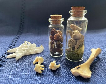 Collection of Nature Curiosities - Bones, Teeth, Shells, Fossils, Putka Pods