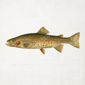 Vintage truite arc-en-ciel clipart PNG et JPG - esthétique pêcheur, téléchargement d'art maritime, fête des pères imprimable pour cadeaux de pêche et art mural