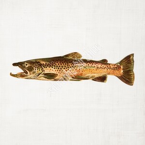 Vintage clipart truite PNG et JPG - esthétique pêcheur, téléchargement d'art maritime, fête des pères imprimable pour cadeaux de pêche, décoration et art mural
