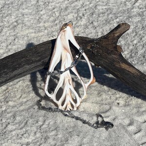 May include: A unique pendant necklace featuring a natural seashell with a silver chain. The shell has a cream and tan color palette, with a distinctive open design. The necklace is displayed on a sandy surface with a piece of driftwood.