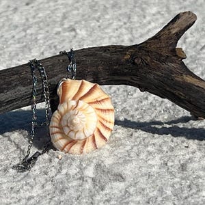 May include: A seashell pendant necklace with a spiral design, featuring cream and brown tones. The necklace is displayed on a piece of driftwood against a textured, light-colored background. The chain is a dark, metallic color.