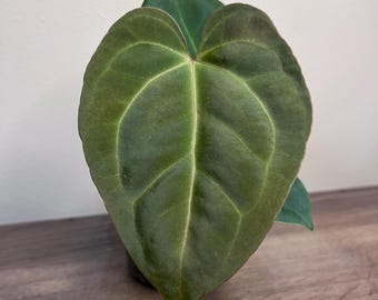 Anthurium Barry Schwartz NOID