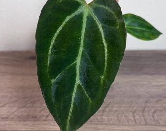 Anthurium Silver Blush x Port/ Rio Wild Hybrid *Exact Seedlings*