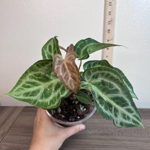 May include: A potted plant with large, textured green leaves with lighter green veining. The plant has a few brown leaves and is held in a clear plastic pot. A wooden ruler is placed next to the plant.