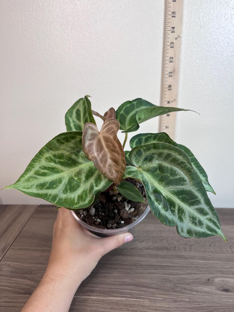 May include: A potted plant with large, textured green leaves with lighter green veining. The plant has a few brown leaves and is held in a clear plastic pot. A wooden ruler is placed next to the plant.