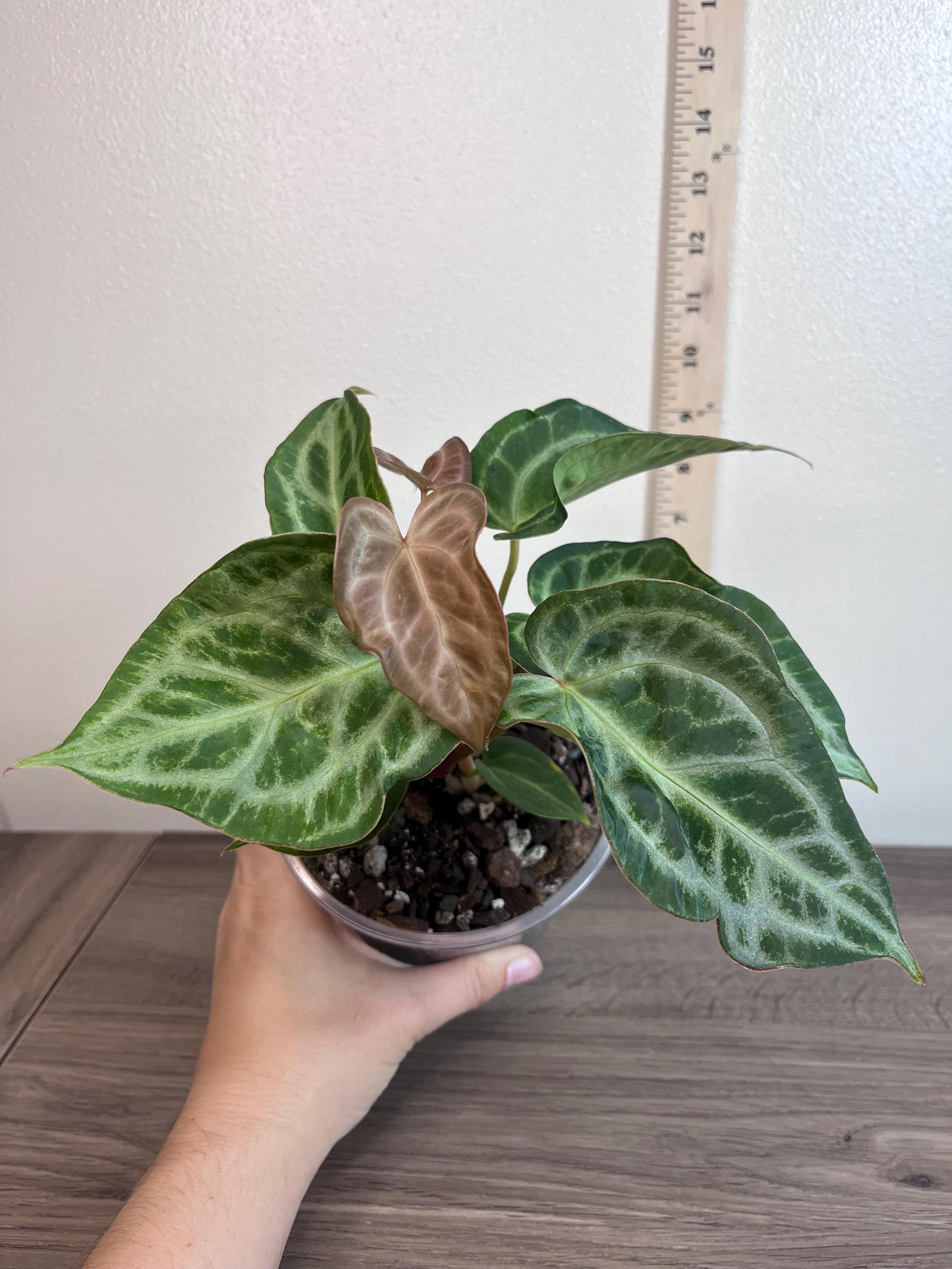 Anthurium Michelle X Michelle - Etsy