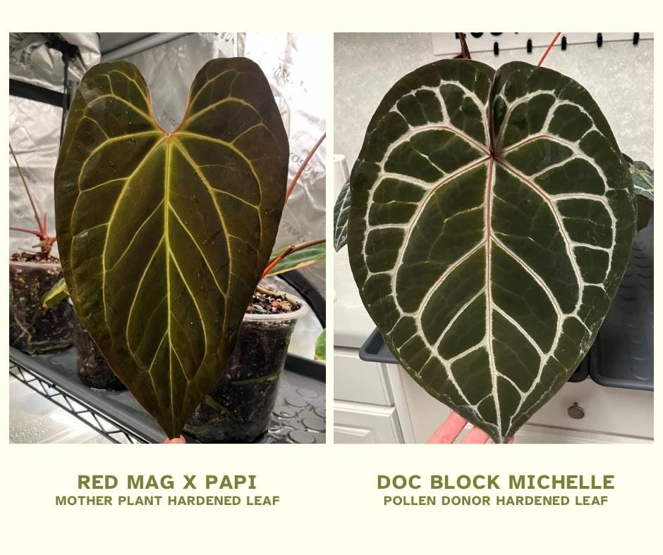 Anthurium Papi - Etsy