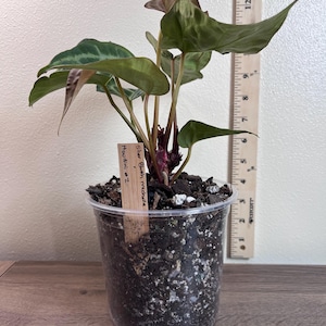May include: A potted plant with large, green leaves and a reddish stem. The plant is in a clear plastic pot filled with soil. A wooden tag reads "Silver Blush michelle #2". A wooden ruler is next to the plant.
