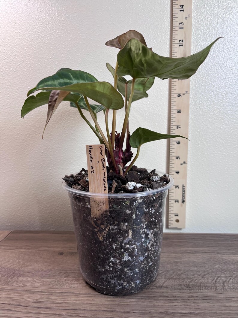 May include: A potted plant with large, green leaves and a reddish stem. The plant is in a clear plastic pot filled with soil. A wooden tag reads "Silver Blush michelle #2". A wooden ruler is next to the plant.