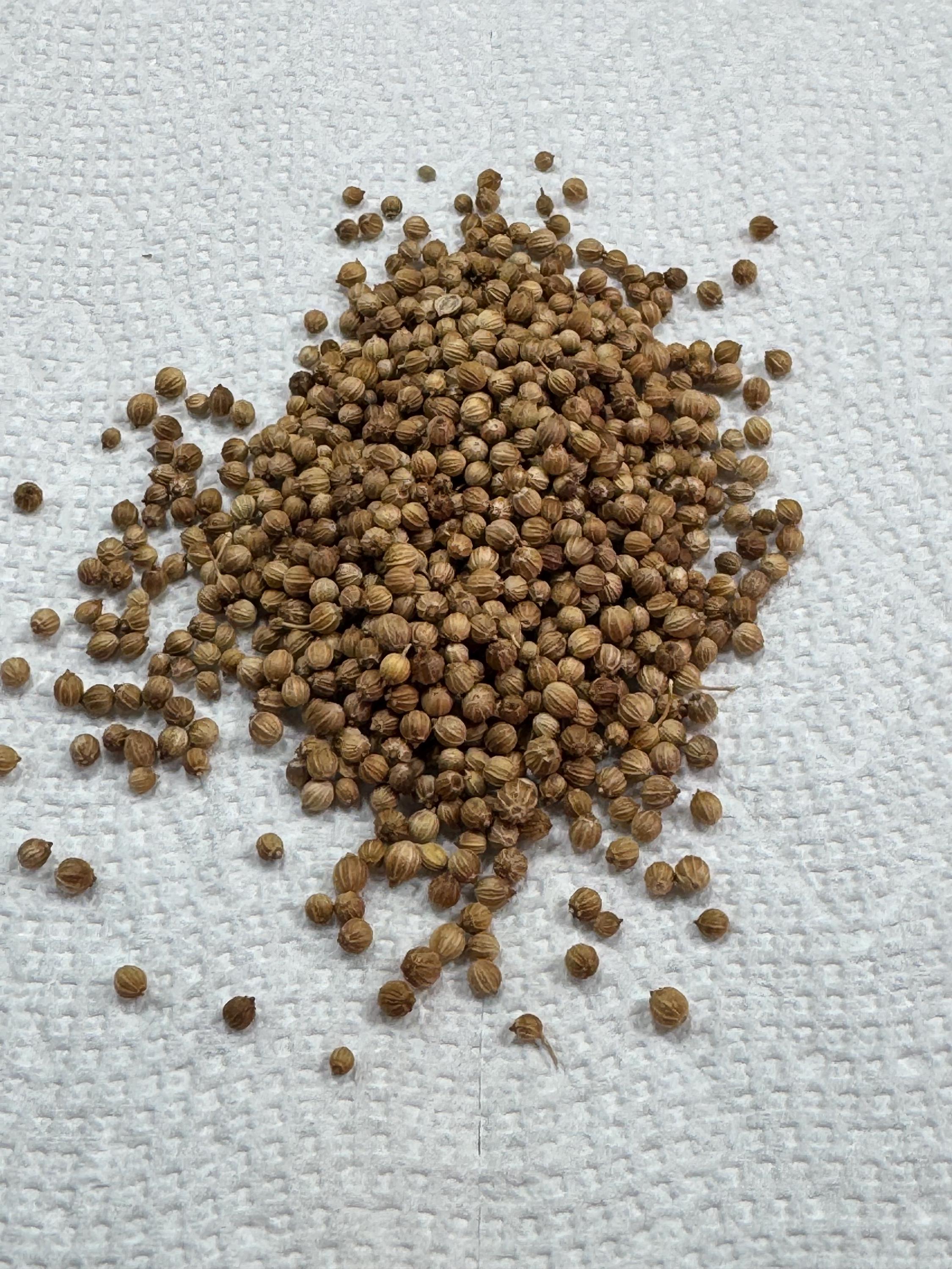 Cilantro Seeds Non gmo Heirloom