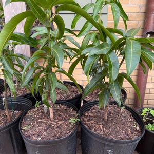 Kent Grafted Mango Tree Sweet Rich Peach and Citrus Notes