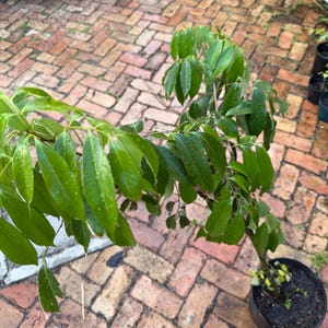 Mauritius Lychee Tree Organic 3ft Fruiting in 2-3 Years
