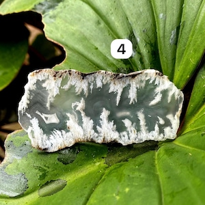May include: A polished, irregularly shaped stone with a pattern of white, feathery inclusions against a pale green background. The stone is set against a green leaf. The number "4" is in a white box in the upper right corner.