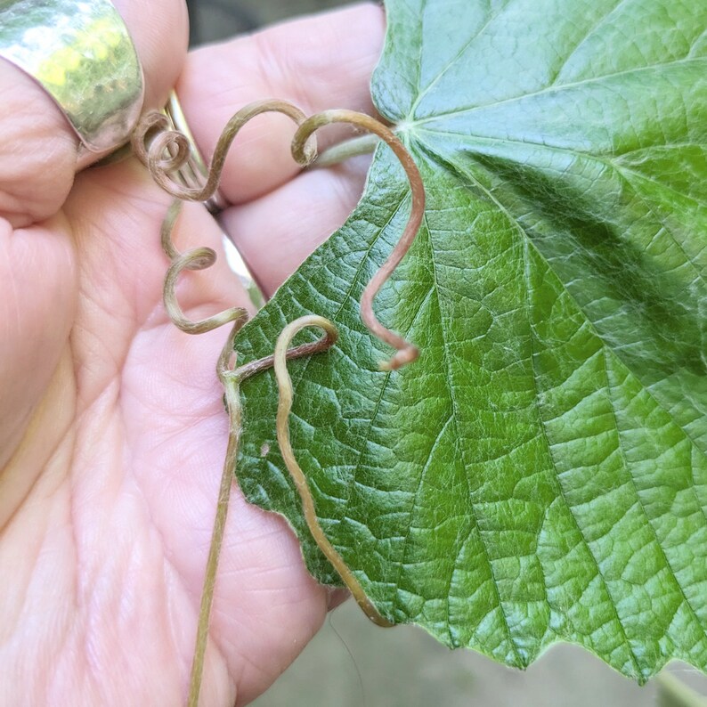 May include: A close-up of a green leaf with a brown vine twisting around it. The vine is curled into a heart shape.