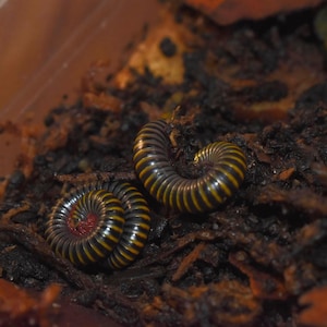 May include: Two yellow and black millipedes curled up on a bed of brown and black mulch.