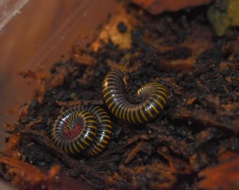 Roly-Grail Isopod and Millipede Substrate | Bioactive terrarium and vivarium substrate | Organic soil | Sphagnum Moss |