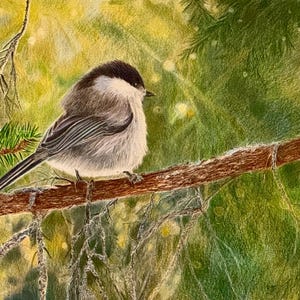 Digital Print: Willow Tit   (Unframed)