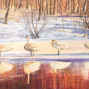 Digital Print: Swans in the Evening Sun   (Unframed)