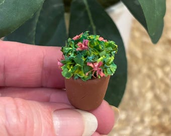 Miniature Chrysanthemum Pink Floral Mum Plant in a Pot