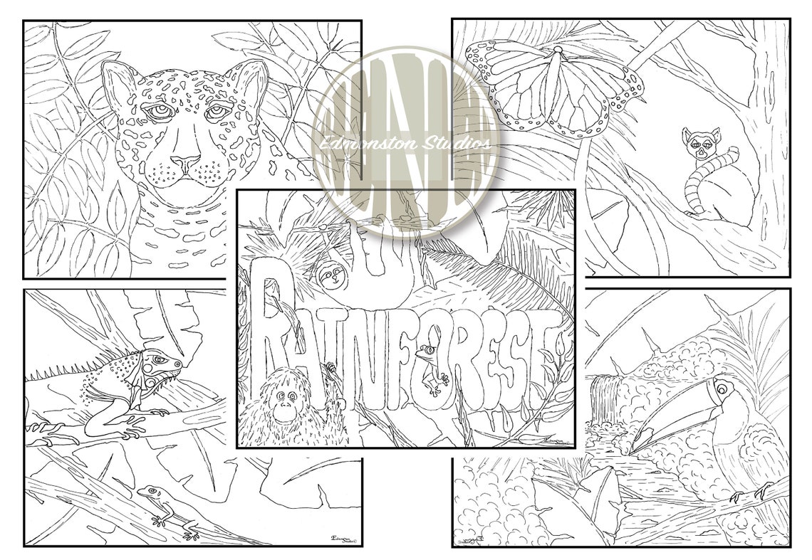 RAINFOREST HABITAT Coloring Pages 5 Coloring Sheets - Etsy