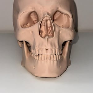 LEBENSGRÖSSE 3D Gedruckter Schädel | Anatomisches Modell | Realistischer Schädel Dekor