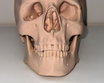 LIFE-SIZE 3D Printed Skull | Anatomical Model | Realistic Human Skull Decor
