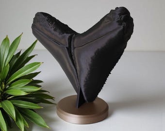 Realistic Megalodon Tooth Replica