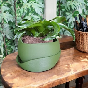 Puede incluir: Una maceta de cerámica verde con un platillo a juego, que contiene una planta verde. La maceta tiene un diseño moderno y curvado. Las hojas de la planta son de un verde vibrante, contrastando con el acabado mate de la maceta. La maceta está sobre una mesa de madera.