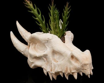 Maceta Deathroot – Maceta con forma de calavera de dragón (3 tamaños)