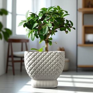 Può includere: Un piccolo bonsai con foglie verdi in un vaso di ceramica bianca strutturata. Il vaso poggia su una base arrotondata abbinata. Il vaso presenta un motivo ripetuto di piccoli cerchi in rilievo. Il vaso ha un diametro di circa 20 cm.