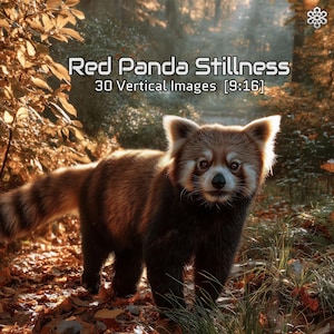 Peut inclure: Un panda roux se tient dans une forêt avec des feuilles d'automne. L'image affiche le texte "Red Panda Stillness" et "30 Vertical Images [9:16]" en blanc. Le panda a une fourrure brun-roux, un visage blanc et des yeux foncés.