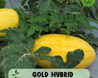 Gold in Gold Watermelon Seeds: Sweet Yellow Flesh Hybrid