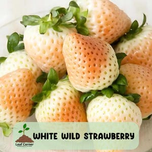 50 White Strawberry Seeds, Fragaria Vesca Alpine Variety, Non-GMO, Perfect for Garden & Pots