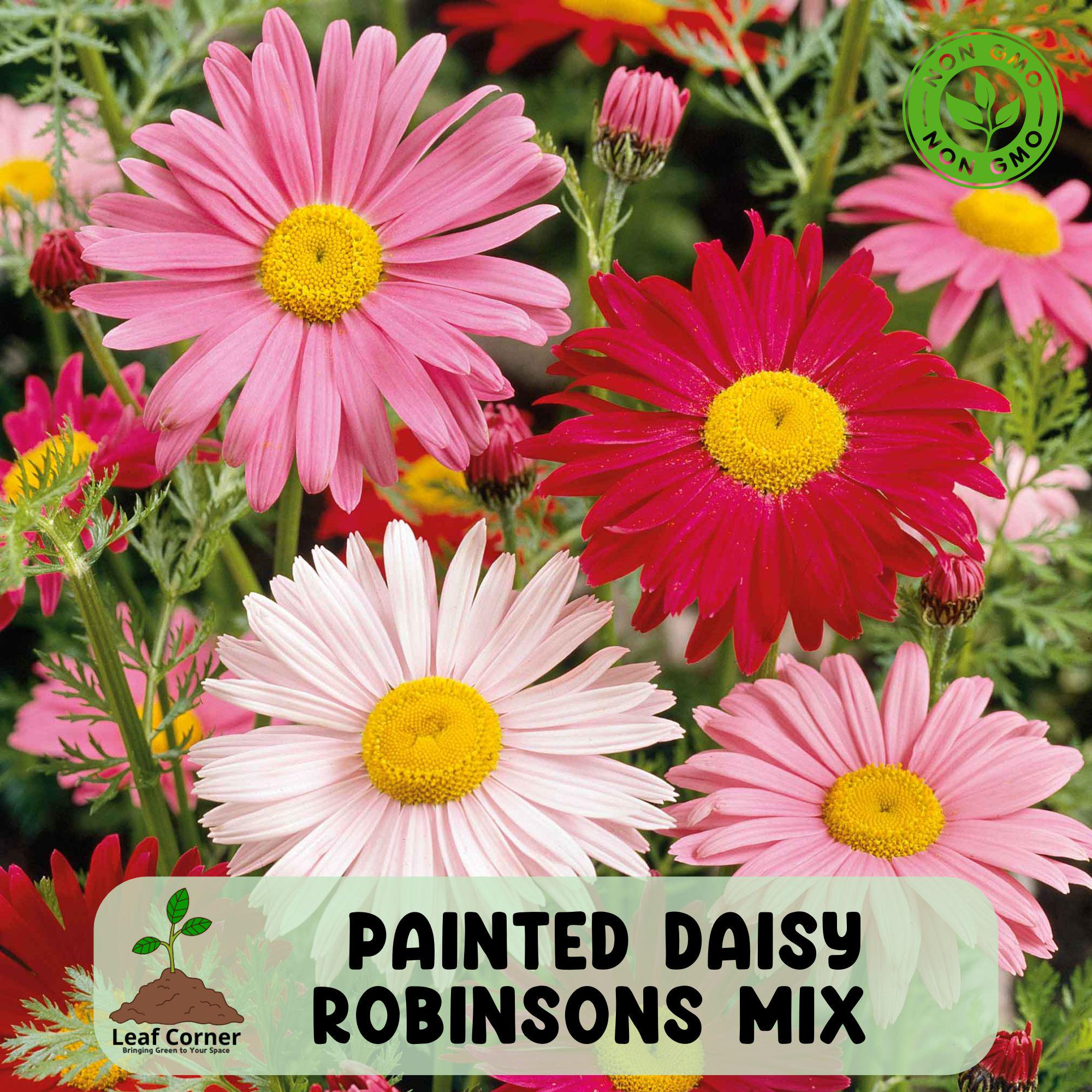 Edmonds Daisy Color Painted Daisy Robinson's Giant Mix, Vibrant Perennial, Non GMO 100 ...