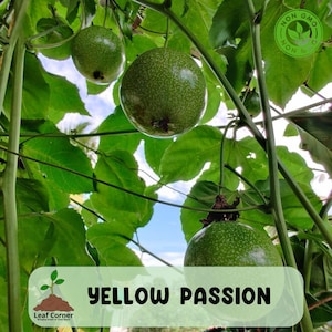 Yellow Passion Fruit Passiflora Live Starter Plant, Fast Growing Vine, Tropical Fruit, Free Shipping