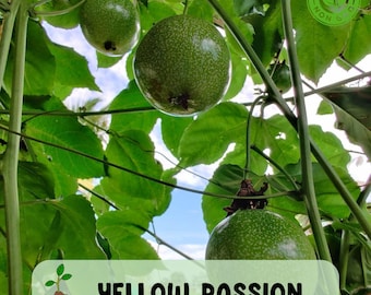 Passiflora Yellow Passion Fruit Live Starter Plant, Healthy Plant, Free Shipping