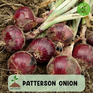 500 Patterson Onion Seeds, Long Day Storage Variety, Heirloom Non GMO