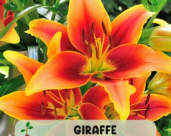 Giraffe Asiatic Lily Live Bulb, Exotic Perennial Flower for Brilliant Blooms