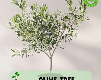 Arbequina Olive Tree Starter Plant, Healthy Potted Tree