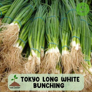 May include: A close-up of several bunches of Tokyo Long White Bunching onions. The green stalks are tied with blue rubber bands. The white roots are visible at the base of the onions. The text "TOKYO LONG WHITE BUNCHING" is displayed at the bottom of the image.