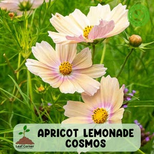200 Apricot Lemonade Cosmos Seeds, Unique Bicolor Flower, Easy Annual Blooms
