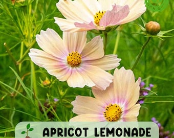 200 Apricot Lemonade Cosmos Seeds, Unique Bicolor Flower, Easy Annual Blooms