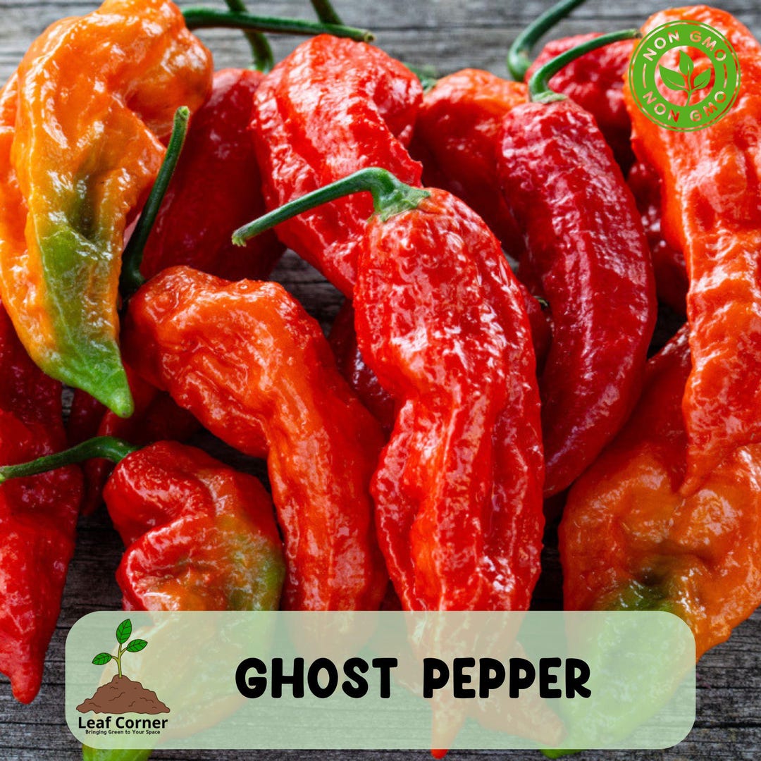 50 Ghost Pepper Seeds, Non GMO, Heirloom Chili, Super Hot Bhut Jolokia ...