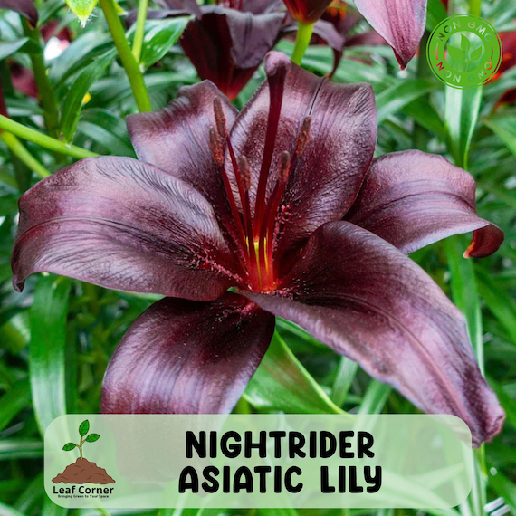Nightrider Asiatic Lily, Live Flower Bulb, Exotic Perennial Bloom